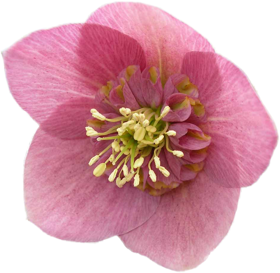 Flores Png, Buena Calidad, Resolucioon, Para Diseño - Hellebore (1000x1000), Png Download