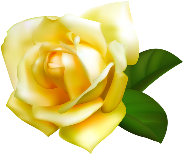 Rose (600x505), Png Download