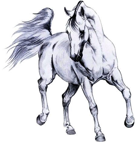 Horses - Kara Kalem At Çizimleri (496x500), Png Download