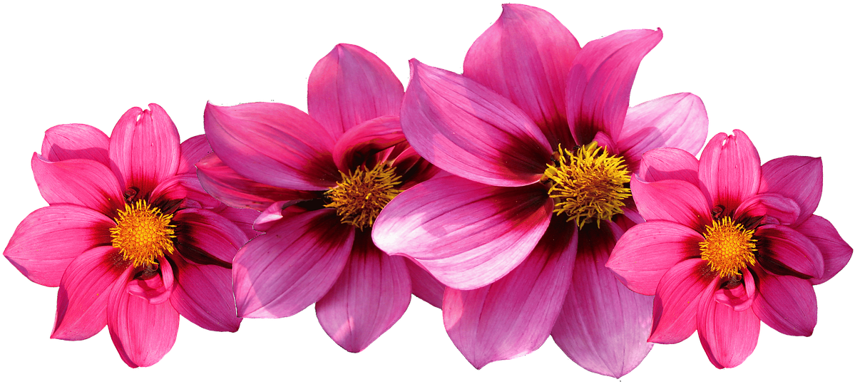 Types Flower Names Pictures - Note Cards (pk Of 20) (960x441), Png Download