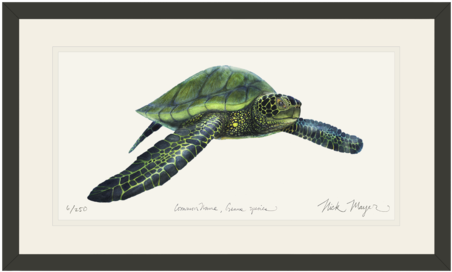 Green Sea Turtle - Wild Oceans Coloring Book: Saltwater Fish And Deep (479x311), Png Download