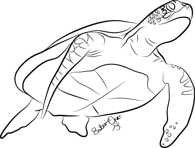 Drawn Sea Turtle Line Drawing - Sea Turtle Line Art (633x481), Png Download