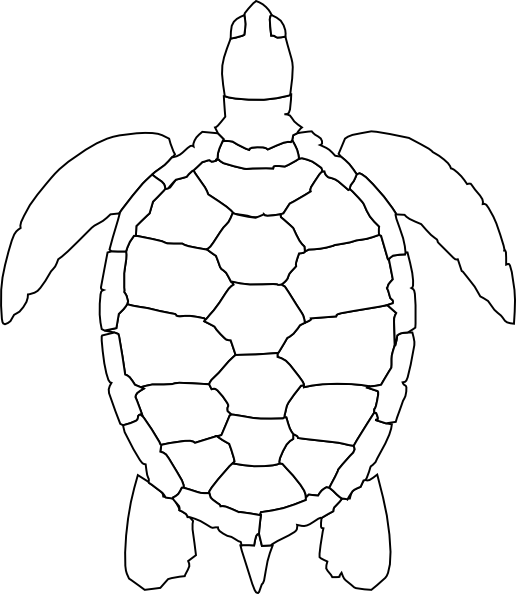 Turtle Shell Pattern Drawing (516x594), Png Download