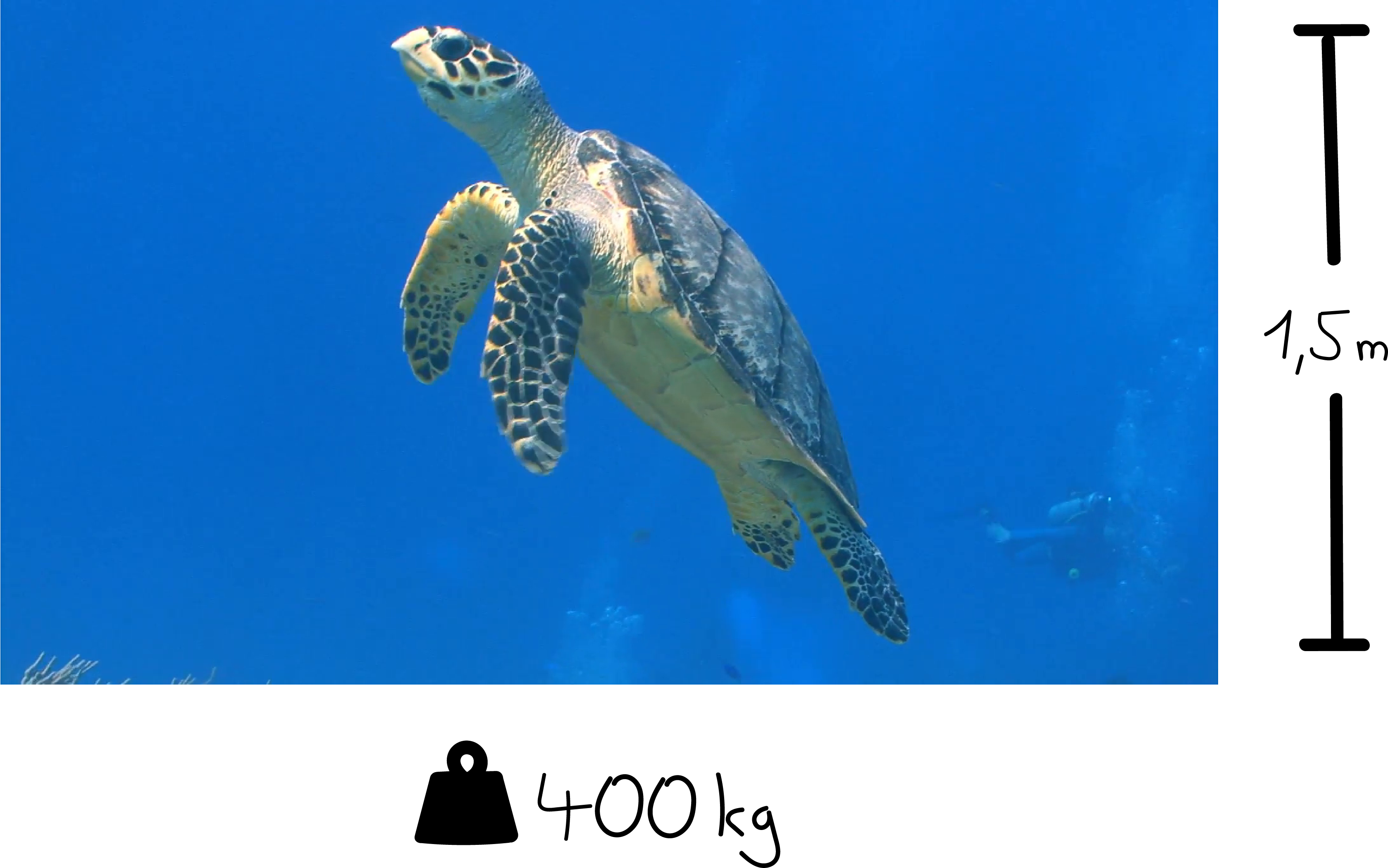 Some Selected Facts About Sea Turtles - Sea Turtle (3358x2101), Png Download