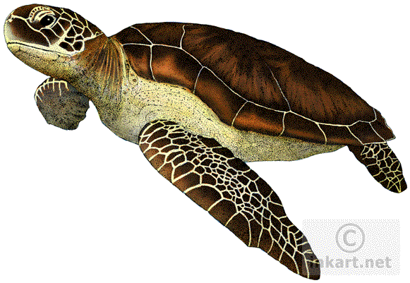 Jpg Royalty Free Green Chelonia Mydas Line Art And - Green Sea Turtle Throw Blanket (590x410), Png Download