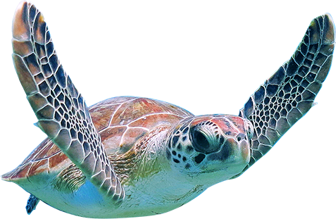 Afternoon Boat Charter Cruise To Turtle Town - Cruise Ship (477x311), Png Download