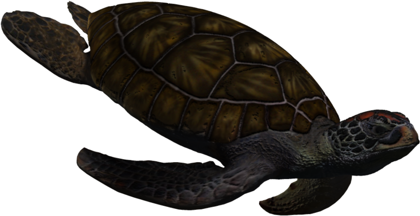 Image - Sea Turtle Gif Clear Background (1024x639), Png Download