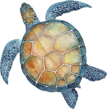All Of Our Efforts As A Social Enterprise Are Intended - Hawksbill Sea Turtle (373x380), Png Download