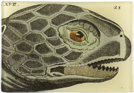 Sea Turtle 17 - Sea Turtle (500x500), Png Download