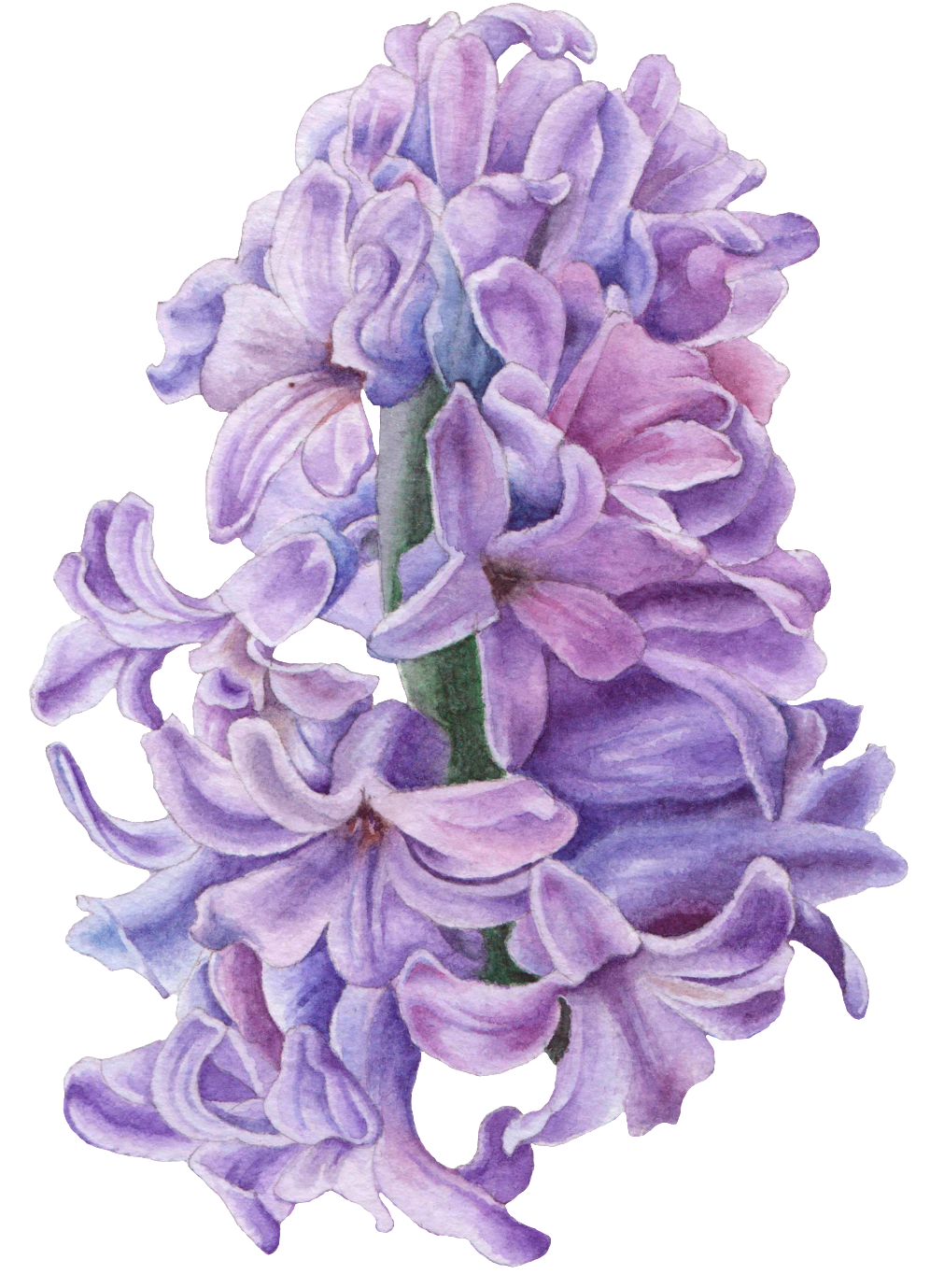Hand Drawn Hyacinth Flower Png Transparent - Hyacinth Illustration (1024x1434), Png Download