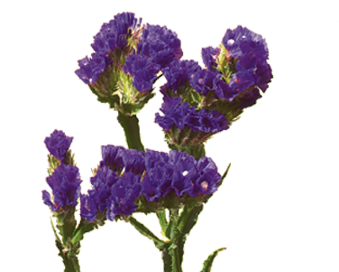 Statice - Statice Flower (400x300), Png Download
