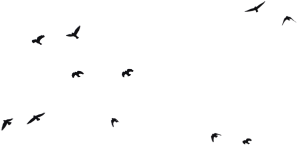 Tumblr Png Hipster Clip Royalty Free - Birds Png (640x360), Png Download