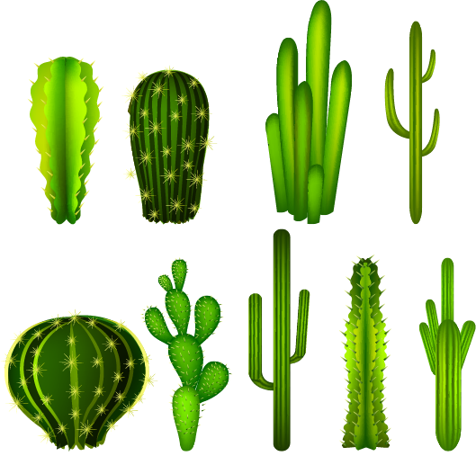 Cactaceae Clip Art - Cactus Graphic Transparent Background (529x507), Png Download