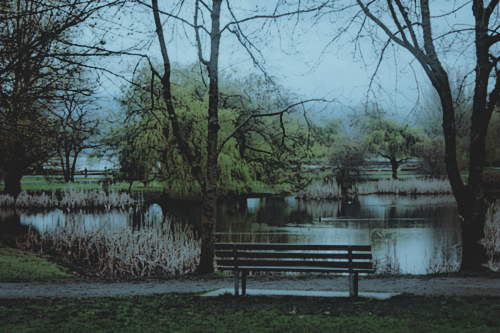 Sinon Is Sitting On A Park Bench Looking Out Over A - Willow (500x333), Png Download