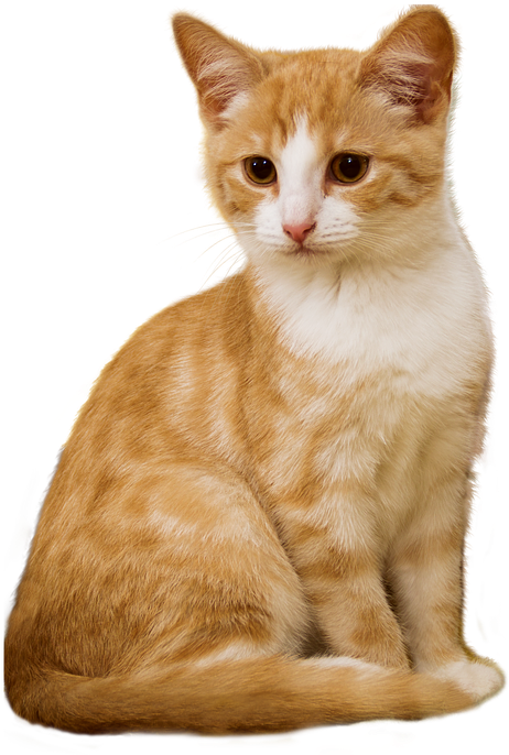 Cat, Png, Kitten, Sit, Isolated, Red, White, Attention - Louis Vuitton Cruise 2019 Cat (498x720), Png Download