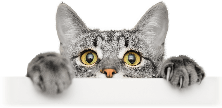 Download Transparent Feed Their Curiosity - Cats Peeking Over Things