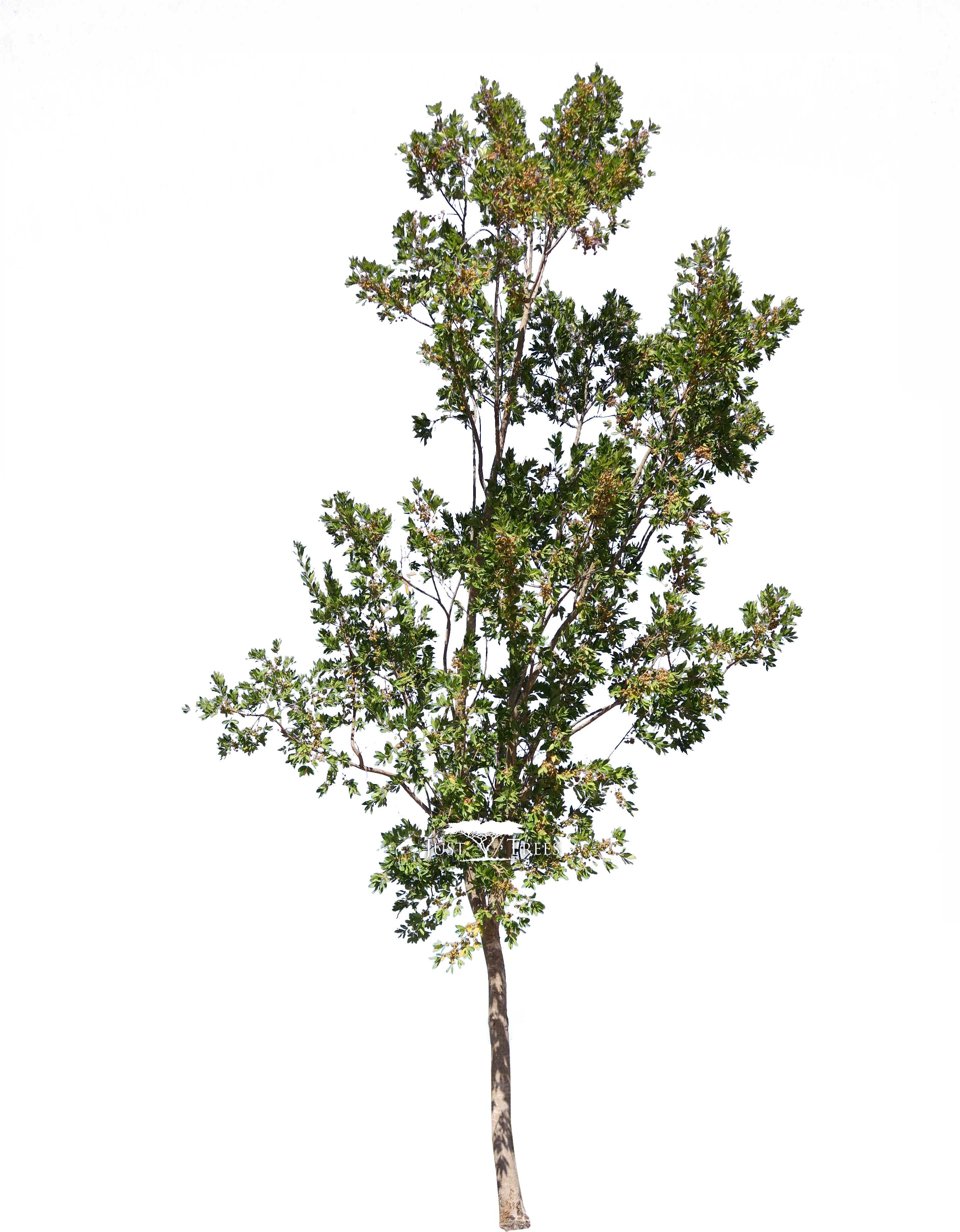 Combretum Erythrophyllum - Tree Revit (2880x3884), Png Download