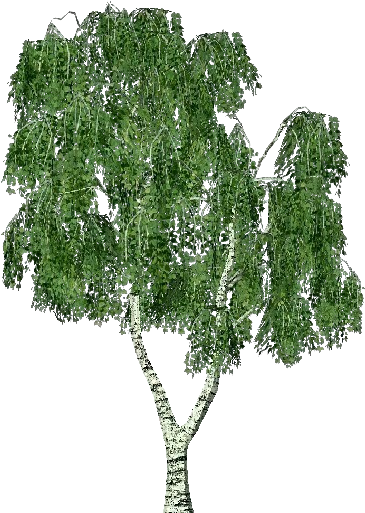 3d Trees - Birch - Arbre Bouleau Png (750x527), Png Download