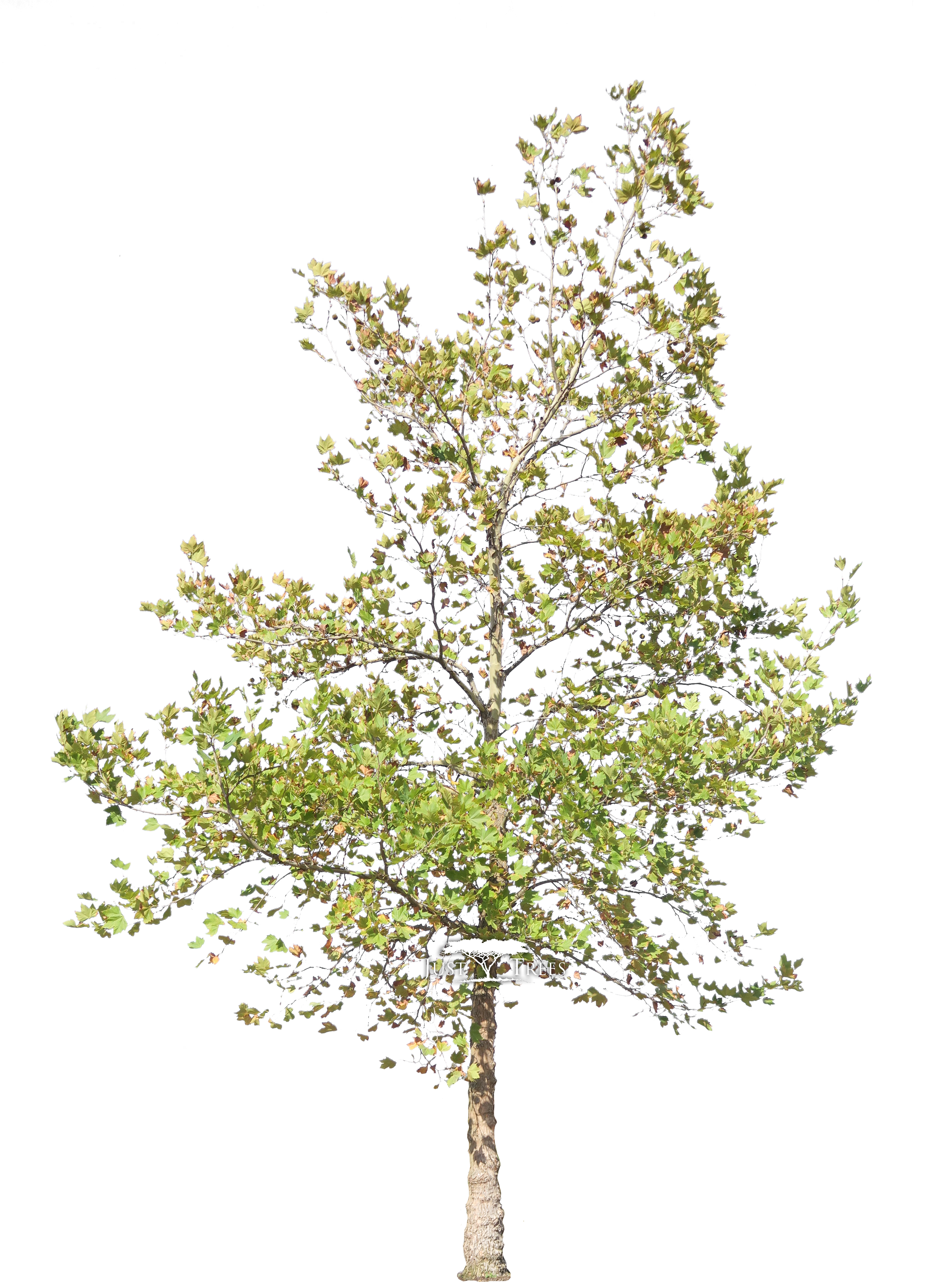 Platanus Acerifolius - Plane Trees (2712x3935), Png Download