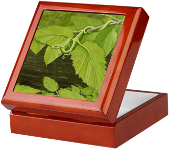 River Birch Leaf Dragon Keepsake Box - Earth Leaf Dragon Curtains (350x350), Png Download