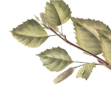 Silver Birch - Canoe Birch (460x460), Png Download