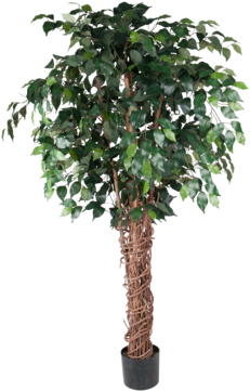 Tree (360x360), Png Download