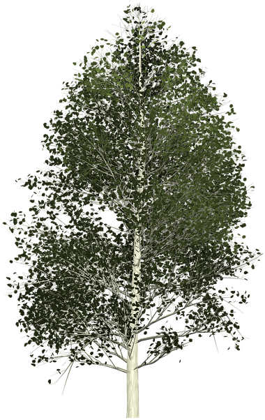 Download Aspen 2086155 960 720 Vector De Arbol Alamo Full Size Png Image Pngkit