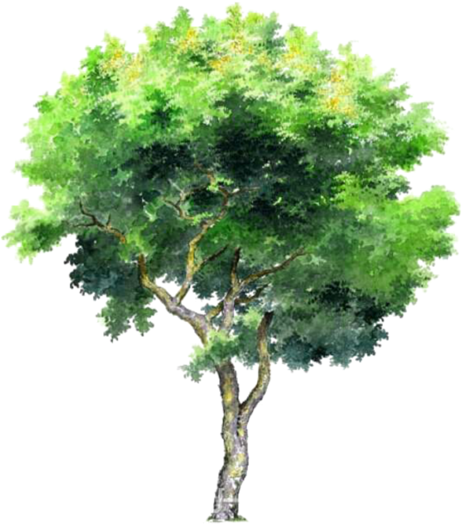 Tree Trees Leafs Greentree Green Ftestickers - Tree Png (964x1089), Png Download