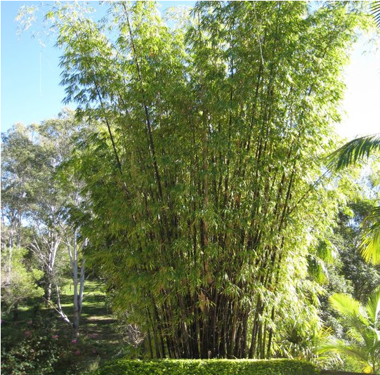 4 Acres Of Tropical Rainforest - River Birch (800x533), Png Download