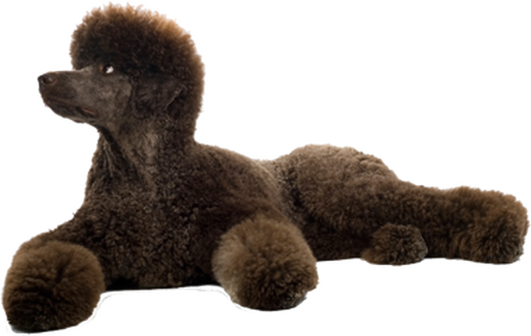 Grooming Your Standard Poodle - Standard Poodle On White Background (771x488), Png Download