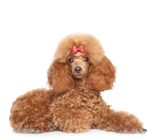 Minature-poodle - Toy Poodles. The Ultimate Toy Poodle Manual. Toy Poodles (500x500), Png Download