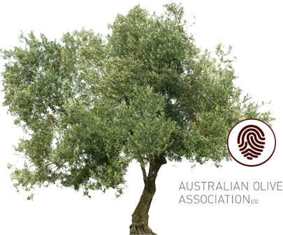 Clients Australian - Olive Oil Tree Png (405x337), Png Download