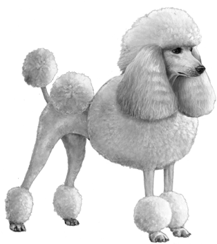 Standard Poodle - B&w - Standard Poodle (450x360), Png Download