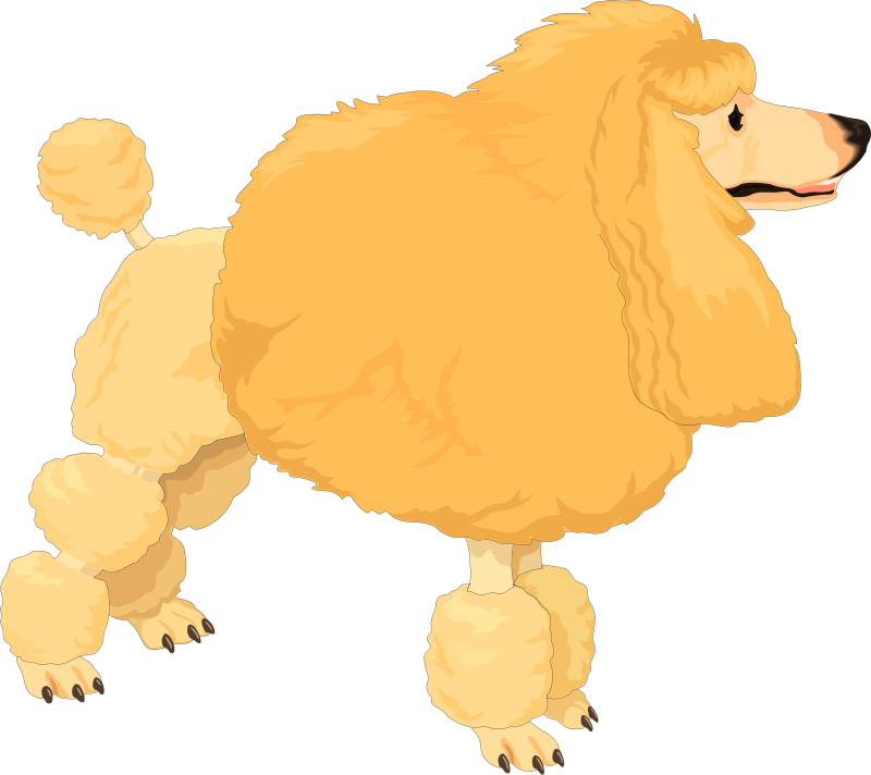Poodle Dog Vector Png (800x712), Png Download