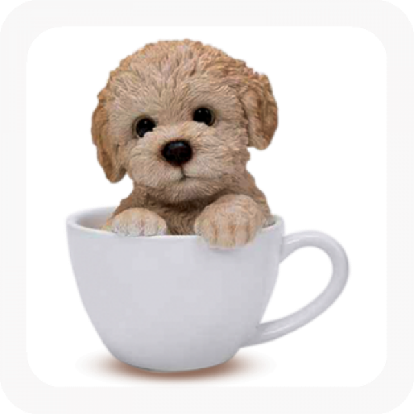 More Views - Teacup Dog Transparent (500x500), Png Download