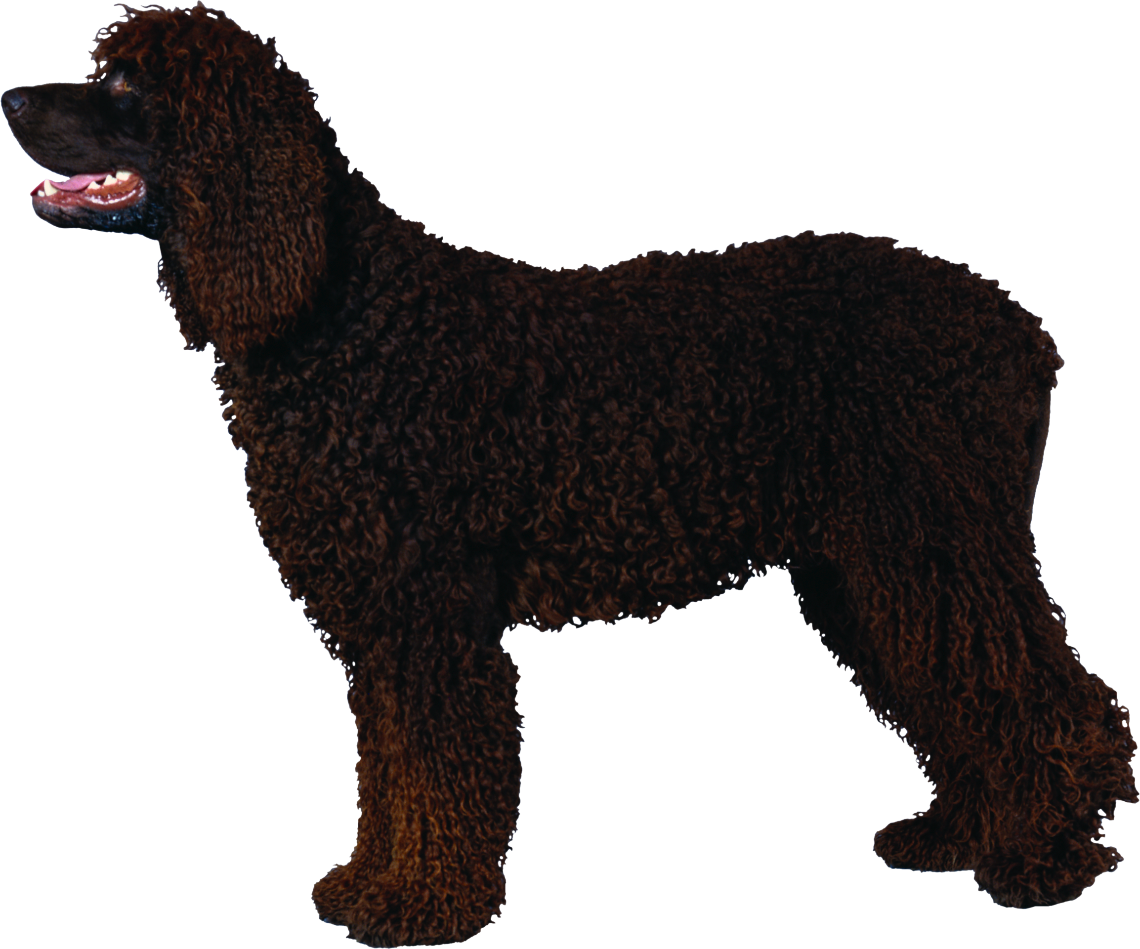 Poodle Black Curly (2307x1921), Png Download