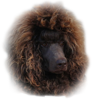 Wendy - Poodle (500x350), Png Download