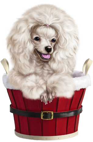 Poodle Clip Labradoodle - Dog (500x500), Png Download