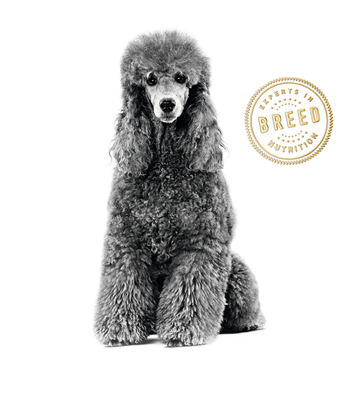 Poodle - Royal Canin Malaysia Sdn. Bhd. (503x600), Png Download