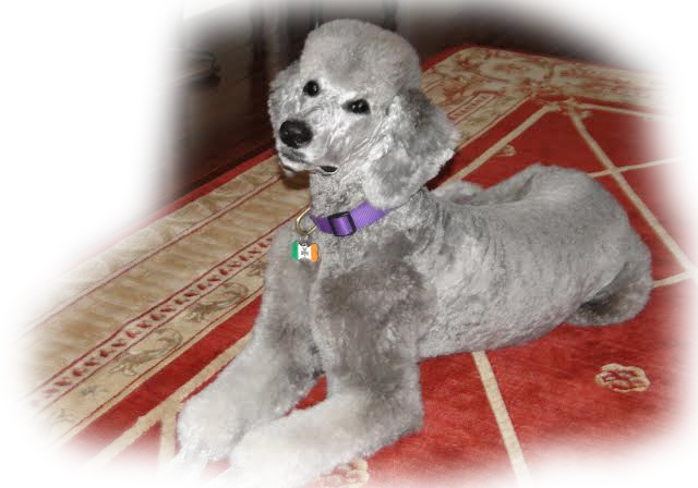 Pennsylvania Standard Poodles For Sale Standard Poodle - Poodle (640x448), Png Download