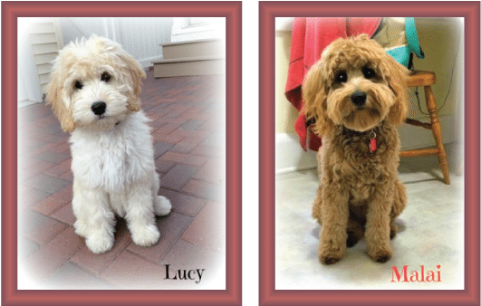 Goldendoodles With Furnishings Pets - Goldendoodle Coat Changes (612x337), Png Download