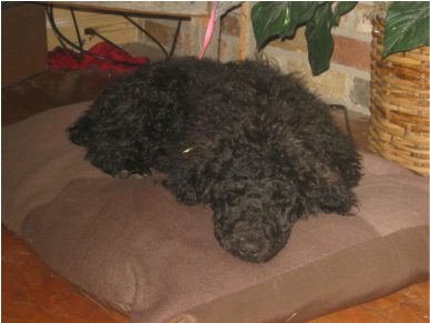 Standard Poodle - Dog (960x290), Png Download