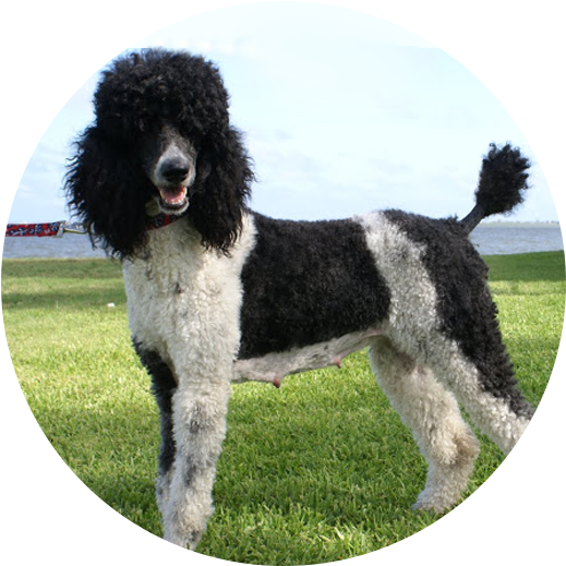 Poodle (663x565), Png Download