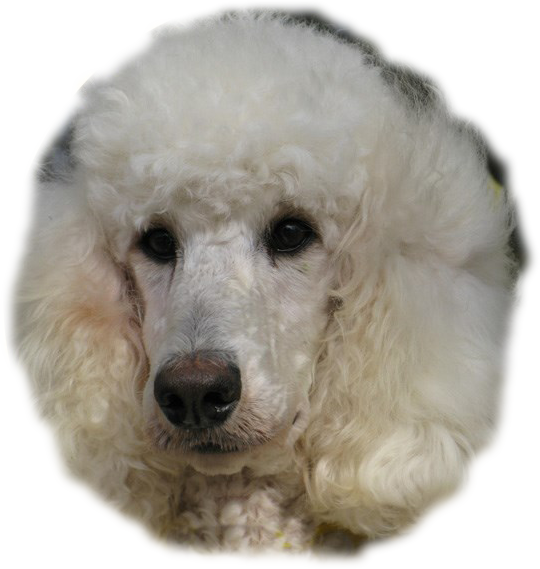 Silver Standard Poodles For Sale - Poodle (540x569), Png Download