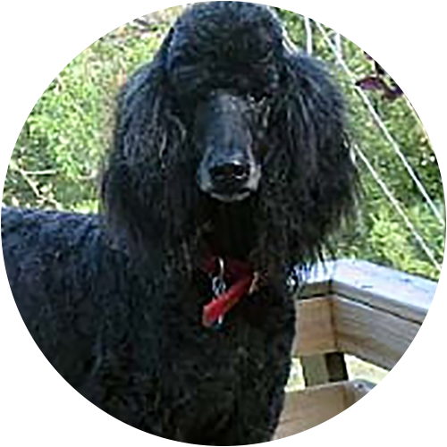 Chloe - Standard Poodle (500x500), Png Download