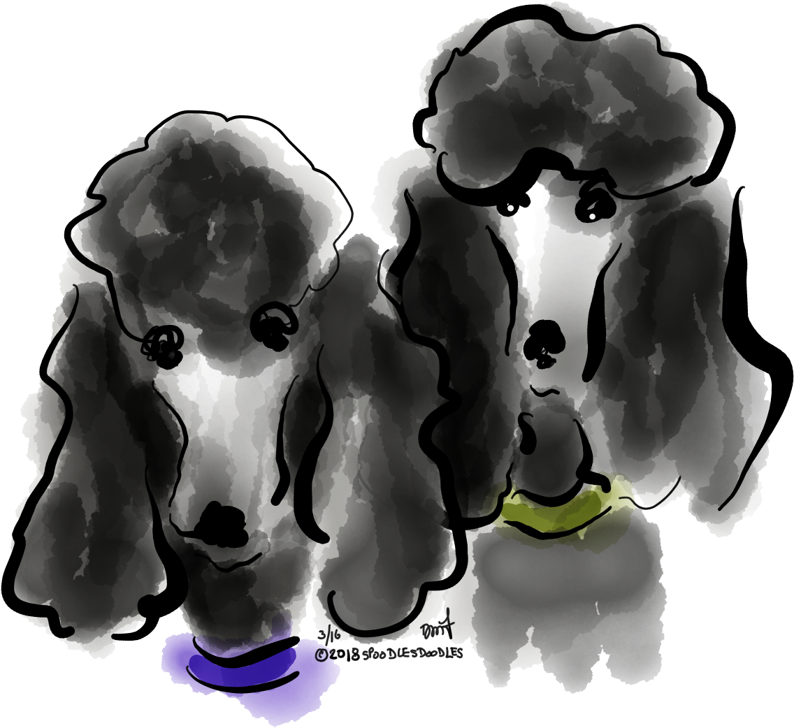 Find This Pin And More On Poodle Standard By Barbaraslaskey - Companion Dog (2731x2048), Png Download