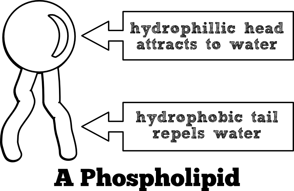 Heads Labeled Phospholipid Diagram - Just Dropped A Load Mousepad (937x608), Png Download
