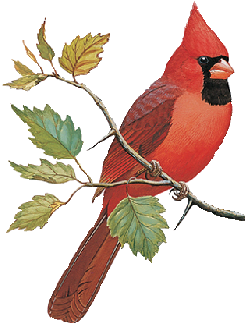 Find Immature Cardinal Bird (350x350), Png Download