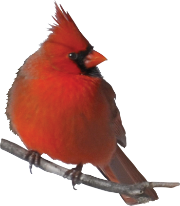 Cardinal - Red Birds Quotes (370x422), Png Download