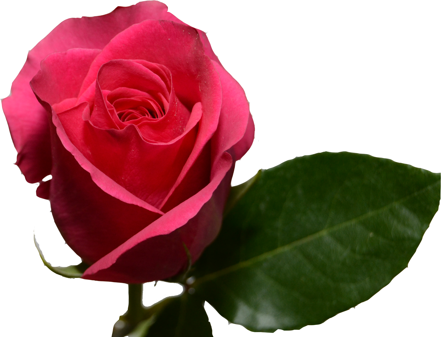 Preserved Roses (1900x1380), Png Download